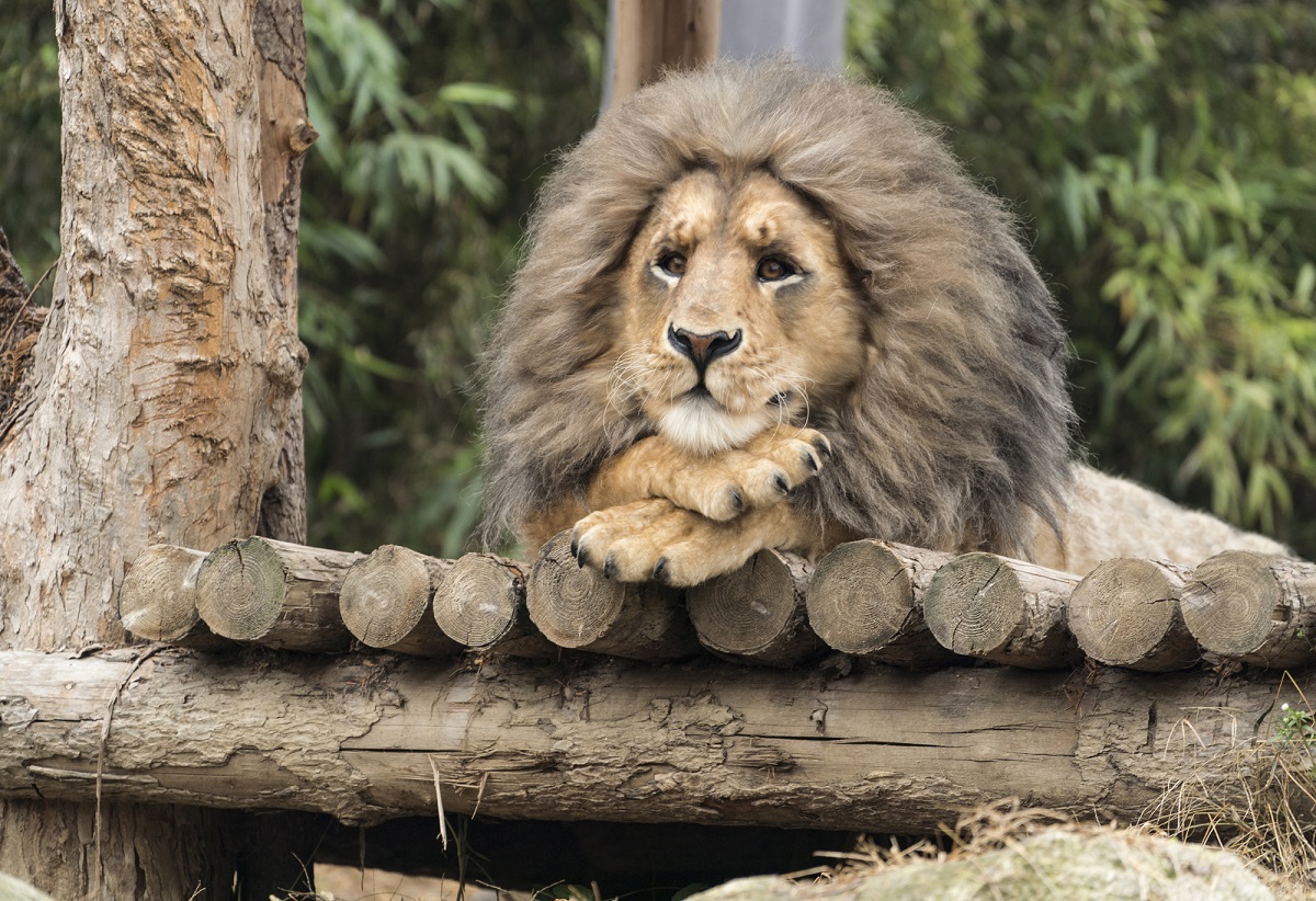 《超"人"氣動物園》場面完全失控　安宰弘有如演藝界的「北極熊」　