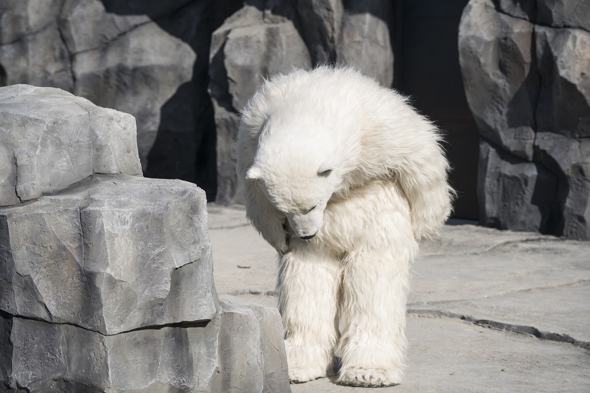 《超"人"氣動物園》場面完全失控　安宰弘有如演藝界的「北極熊」　