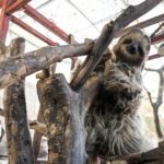 超”人”氣動物園