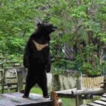 超”人”氣動物園