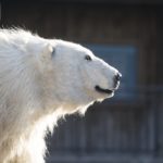 超”人”氣動物園