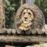 超”人”氣動物園