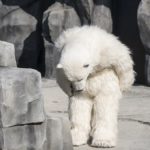 超”人”氣動物園